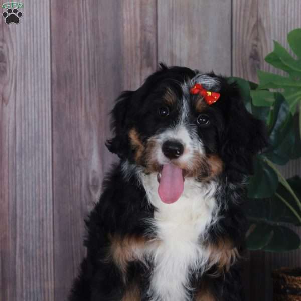 TRACEY, Australian Mountain Doodle Puppy